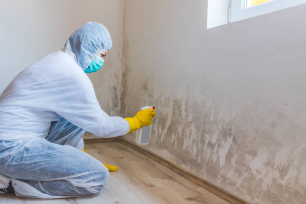 Licensed Basement Mold Remediation service in Lehigh Acres, FL - 24 Hour Mold Removal