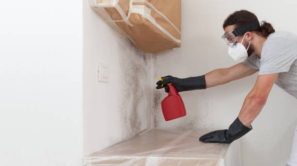 Professional Basement Mold Remediation technician working in Lehigh Acres, FL