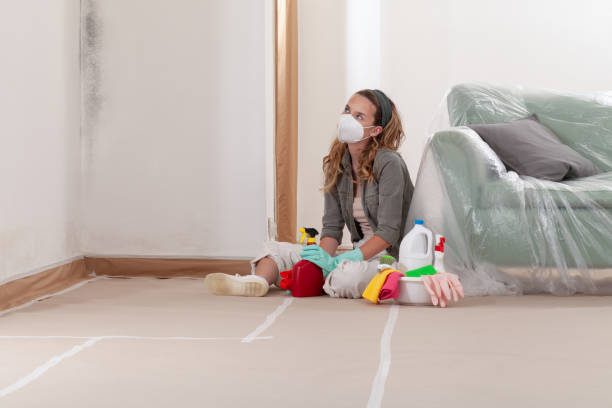 Reliable Basement Mold Remediation contractor in Lehigh Acres, FL by 24 Hour Mold Removal